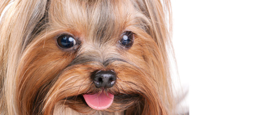 Dog Grooming On Western Ave Dog Grooming On Western Ave