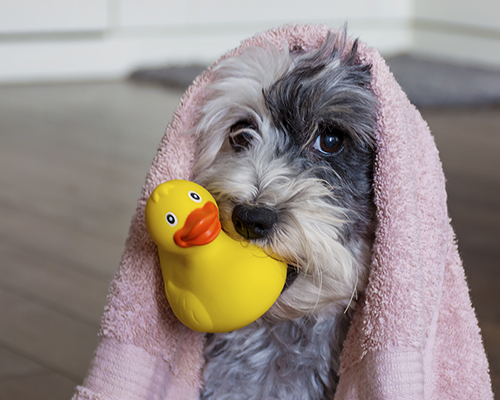 Bathing Services at Grrreendog Salon and Day Camp in Albany, NY