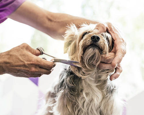 Grrreendog Services Grooming Albany,NY