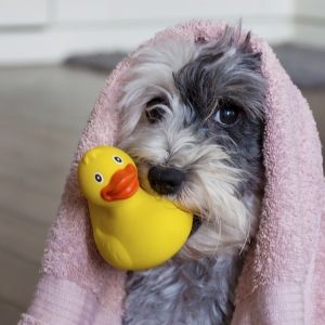 Grooming & Bathing